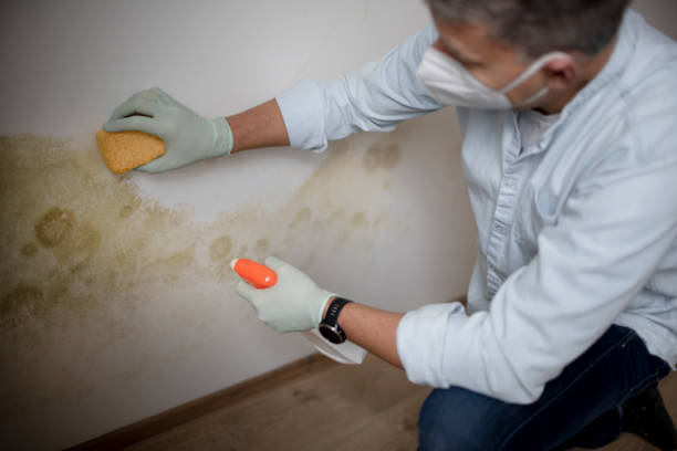 Best Mold Testing and Inspection Services in Lacy Lakeview, TX