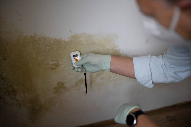 Best Post-Flood Mold Remediation in Lacy Lakeview, TX