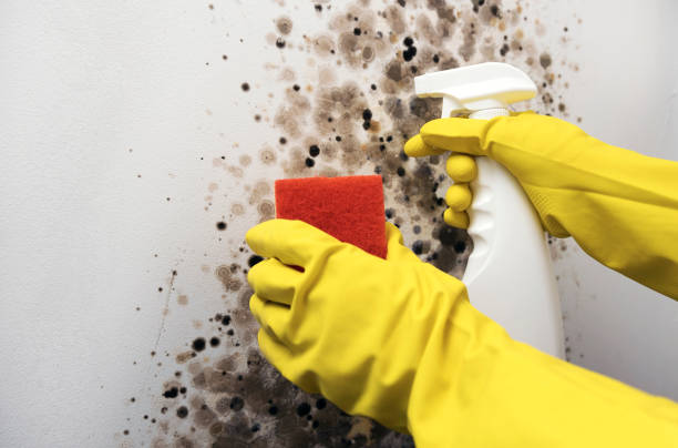 Best DIY Mold Remediation Support Services in Lacy Lakeview, TX