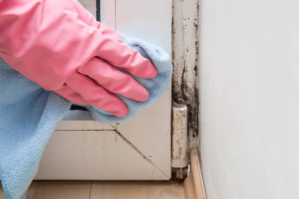 Best Mold Remediation for Specific Building Types in Lacy Lakeview, TX